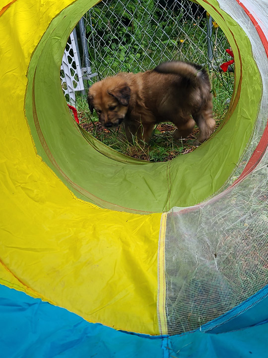chinook dog